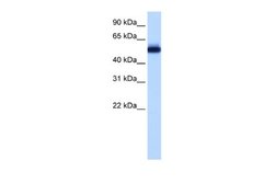 ZNF545 Rabbit anti-Human, Polyclonal, Novus Biologicals 0.1 mL | Buy Online | Novus Biologicals | Fisher Scientific